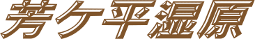 FP